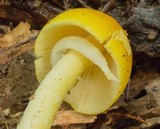 Amanita banningiana image