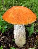 Leccinum aurantiacum image
