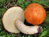 Leccinum aurantiacum image