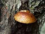 Hemistropharia albocrenulata image