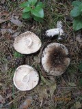 Russula dissimulans image