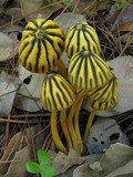 Marasmius grandiviridis image