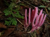 Clavaria zollingeri image