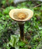 Coltricia perennis image