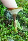 Coltricia perennis image