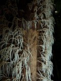 Deflexula subsimplex image