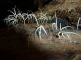 Deflexula subsimplex image