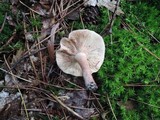Lactarius tabidus image