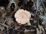 Lactarius tabidus image