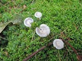 Cantharellula umbonata image