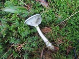 Cantharellula umbonata image