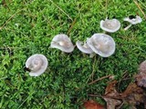 Cantharellula umbonata image