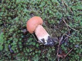 Boletus subcaerulescens image