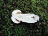 Boletus subcaerulescens image