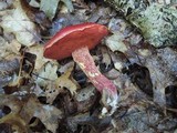 Boletus frostii image