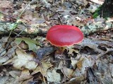 Boletus frostii image