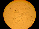 Discina ancilis image