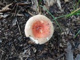 Russula flavisiccans image