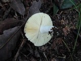 Russula flavisiccans image