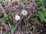 Crinipellis piceae image