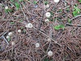 Crinipellis piceae image