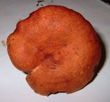 Lactarius peckii image