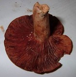 Lactarius peckii image
