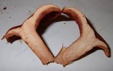 Lactarius peckii image