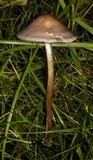 Panaeolus cinctulus image