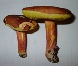 Boletus rubropunctus image