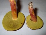 Boletus rubropunctus image