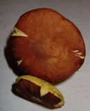 Boletus rubropunctus image