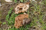 Gyromitra gigas image