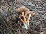 Cortinarius bolaris image