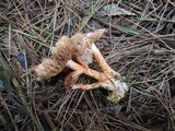 Cortinarius bolaris image
