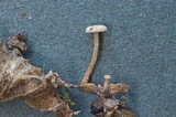 Flammulaster fusisporus image