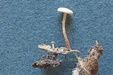 Flammulaster fusisporus image