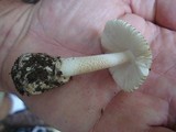 Amanita pseudovolvata image