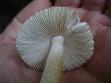 Amanita pseudovolvata image