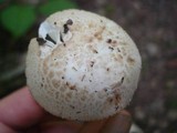 Amanita pseudovolvata image