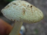 Amanita pseudovolvata image