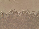 Flammulaster fusisporus image