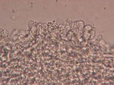 Flammulaster fusisporus image
