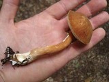 Austroboletus gracilis image