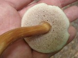Austroboletus gracilis image