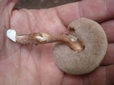 Austroboletus gracilis image
