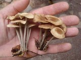 Gymnopus confluens image