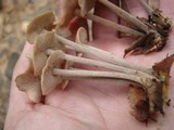 Gymnopus confluens image
