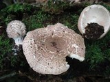 Echinoderma asperum image