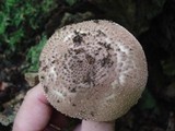 Echinoderma asperum image